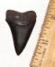 Great White Shark Tooth